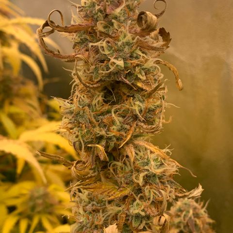 Mimosa Sunrise XXL  growlog timeline photo