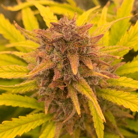 Snow Ryder  growlog timeline photo