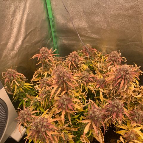 Amnesia Nr 5 growlog timeline photo