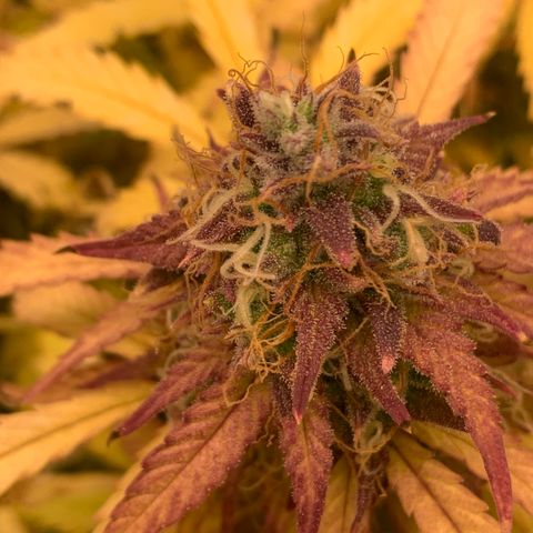 Amnesia Nr 3 growlog timeline photo