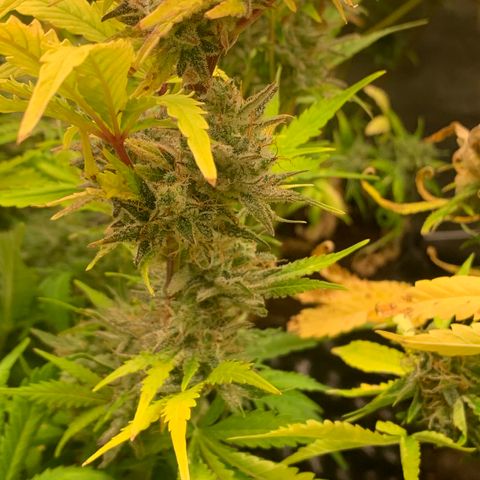 Snow Ryder  growlog timeline photo