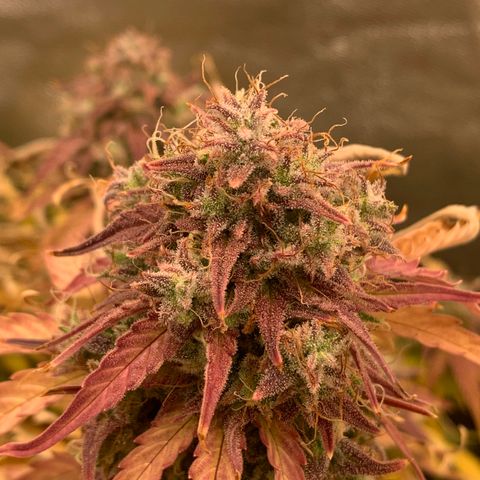 Amnesia Nr 5 growlog timeline photo