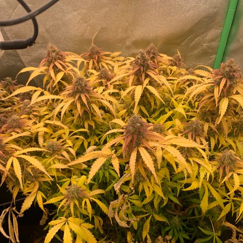 Amnesia Nr 3 growlog timeline photo