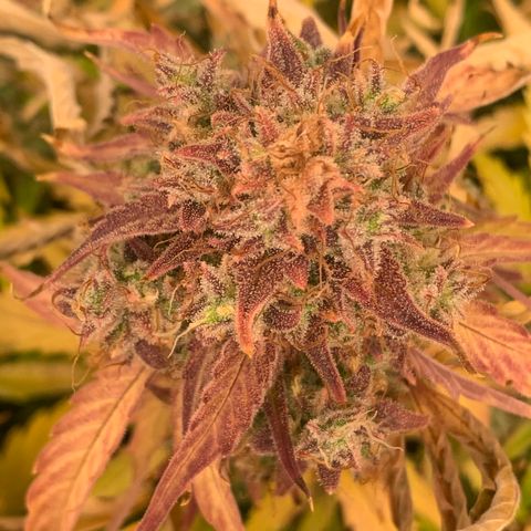 Amnesia Nr 5 growlog timeline photo