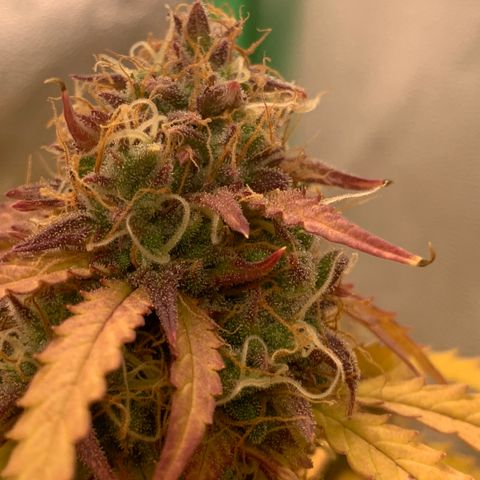 Amnesia Nr 3 growlog timeline photo