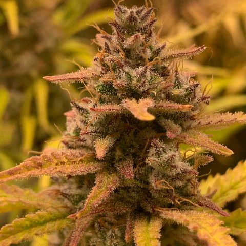 Snow Ryder  growlog timeline photo
