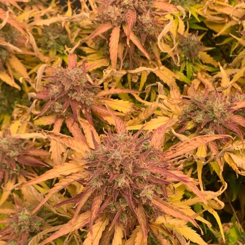 Amnesia Nr 5 growlog timeline photo