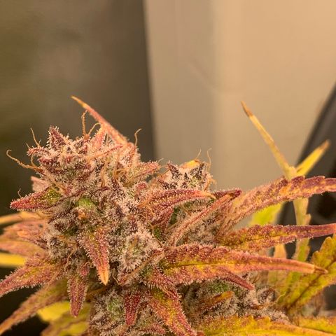 Snow Ryder  growlog timeline photo