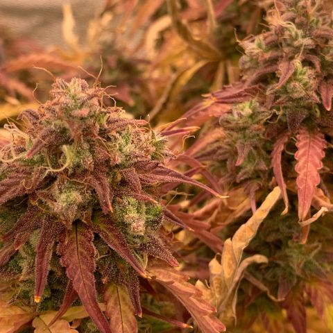 Amnesia Nr 5 growlog timeline photo