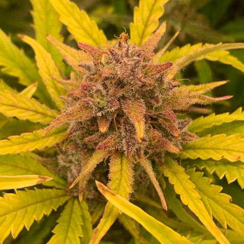 Snow Ryder  growlog timeline photo