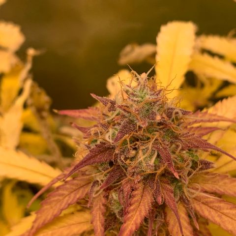 Amnesia Nr 3 growlog timeline photo