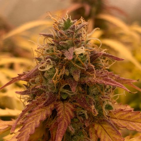 Amnesia Nr 3 growlog timeline photo