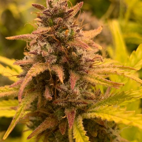 Snow Ryder  growlog timeline photo