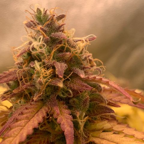 Amnesia Nr 3 growlog timeline photo