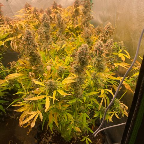 Mimosa Sunrise XXL  growlog timeline photo