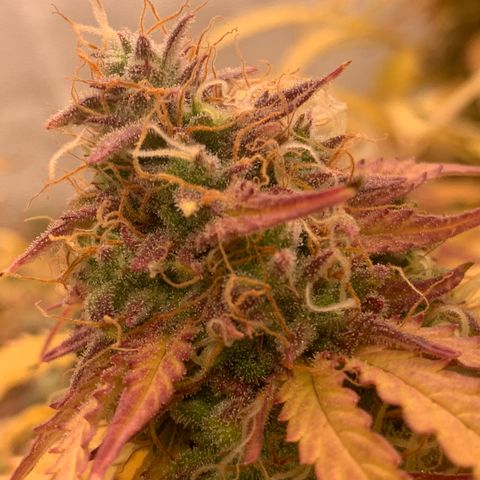 Amnesia Nr 3 growlog timeline photo