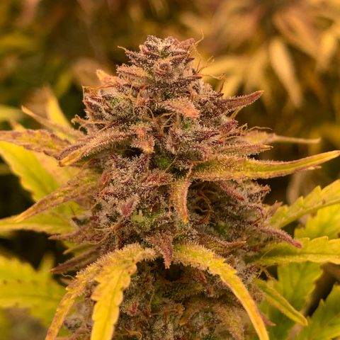 Snow Ryder  growlog timeline photo