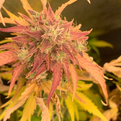 Amnesia Nr 5 growlog timeline photo