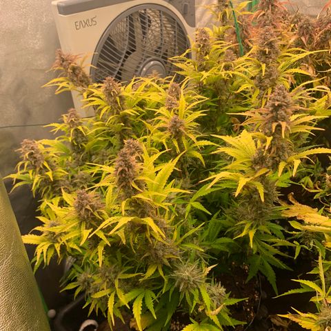 Snow Ryder  growlog timeline photo