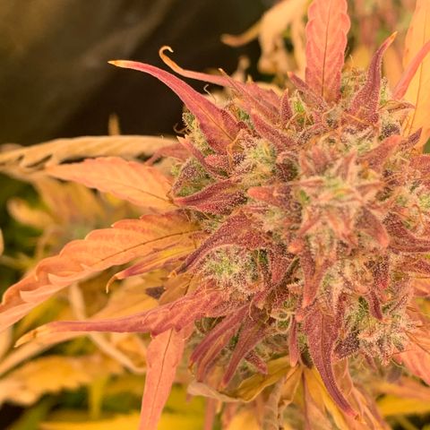Amnesia Nr 5 growlog timeline photo