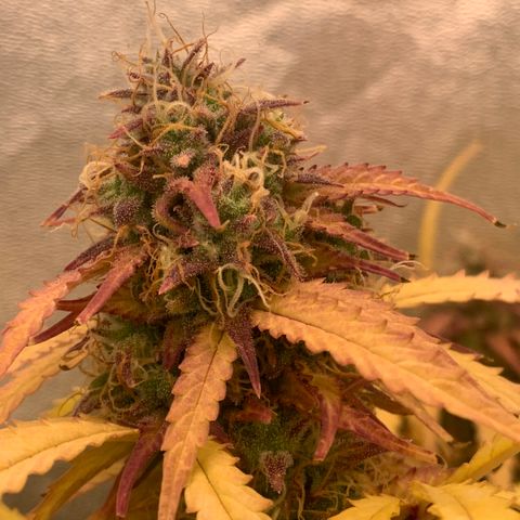 Amnesia Nr 3 growlog timeline photo
