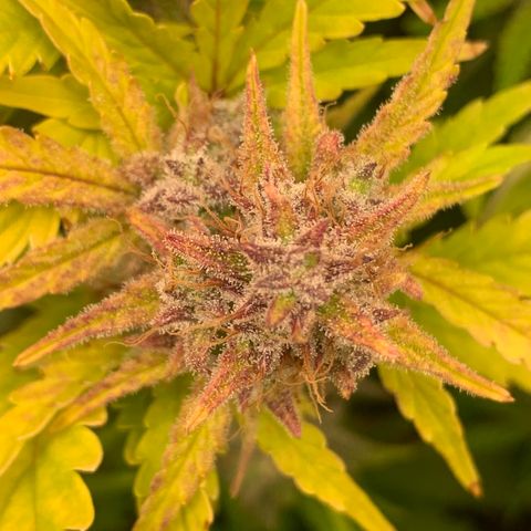 Snow Ryder  growlog timeline photo