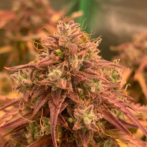 Amnesia Nr 5 growlog timeline photo