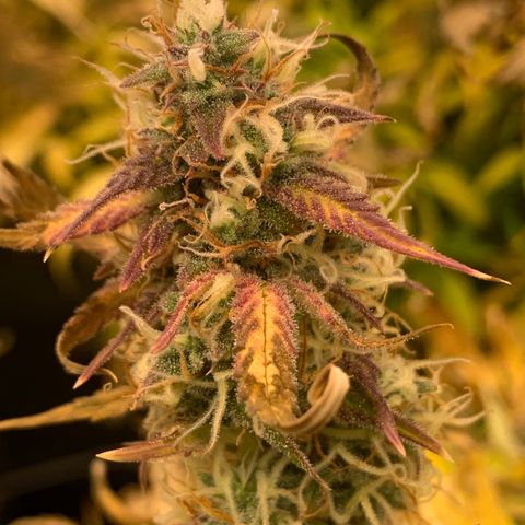 Mimosa Sunrise XXL  growlog timeline photo