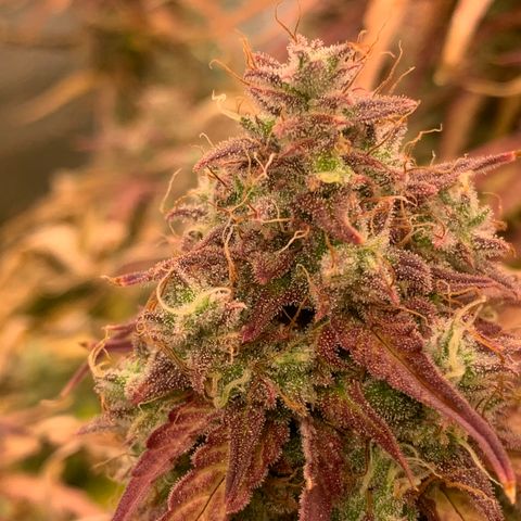 Amnesia Nr 5 growlog timeline photo