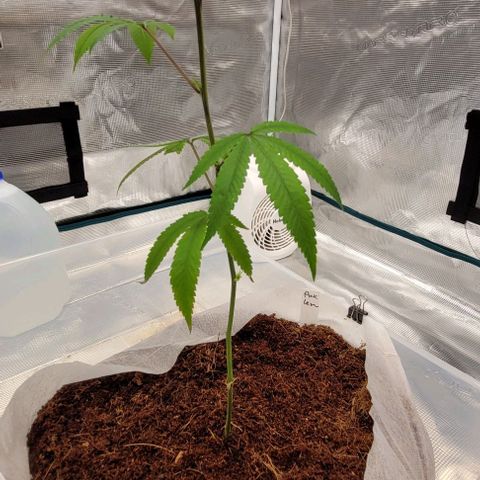 Pink Lemonade growlog timeline photo