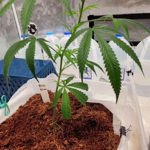 Blue Nose growlog timeline photo