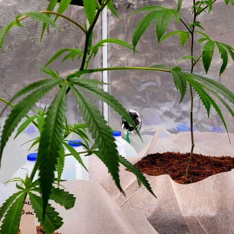 Blue Nose growlog timeline photo