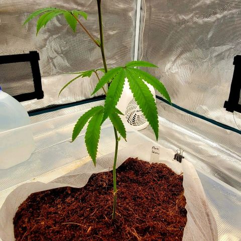 Pink Lemonade growlog timeline photo