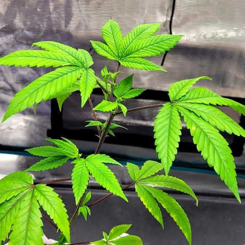Pink Lemonade growlog timeline photo