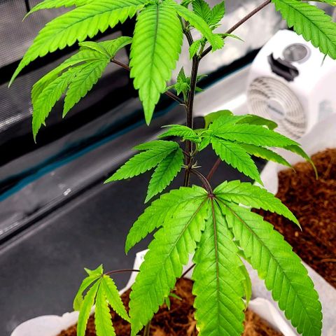 Pink Lemonade growlog timeline photo