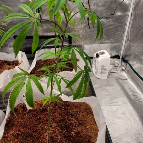Blue Nose growlog timeline photo