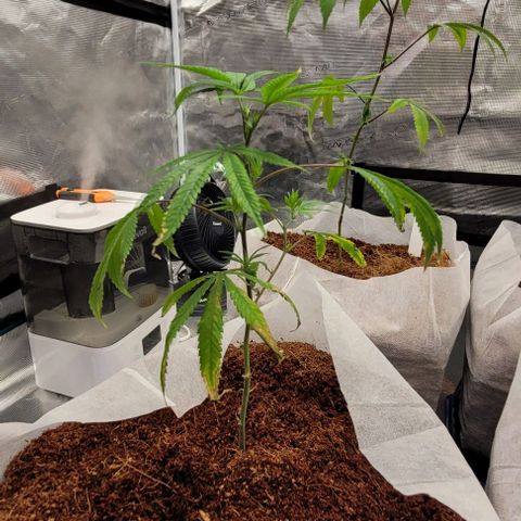 Blue Nose growlog timeline photo
