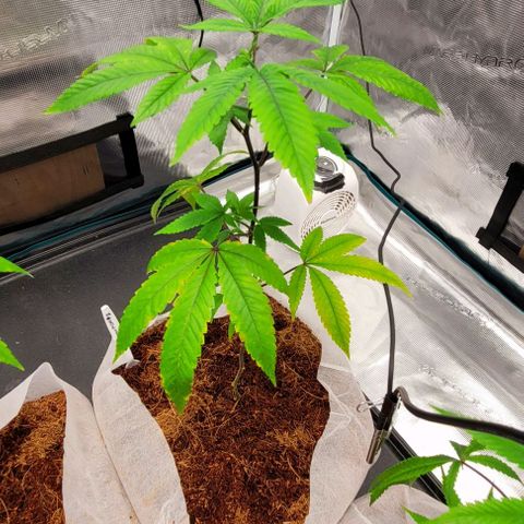 Blue Nose growlog timeline photo
