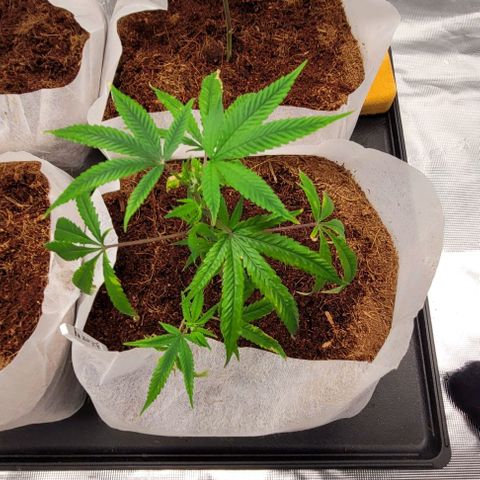 Blue Nose growlog timeline photo