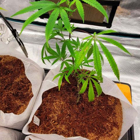 Blue Nose growlog timeline photo