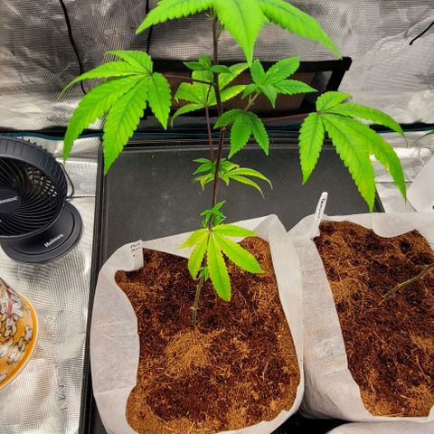 Blue Nose growlog timeline photo