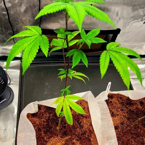 Pink Lemonade growlog timeline photo