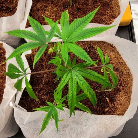 Blue Nose growlog timeline photo