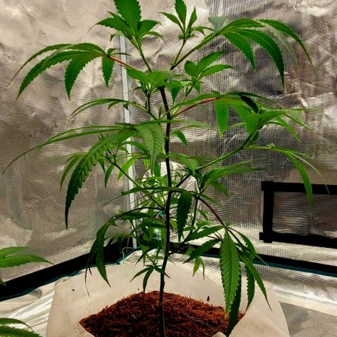 Blue Nose growlog timeline photo