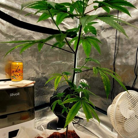 Blue Nose growlog timeline photo