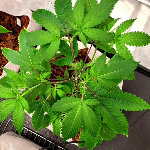 Blue Nose growlog timeline photo