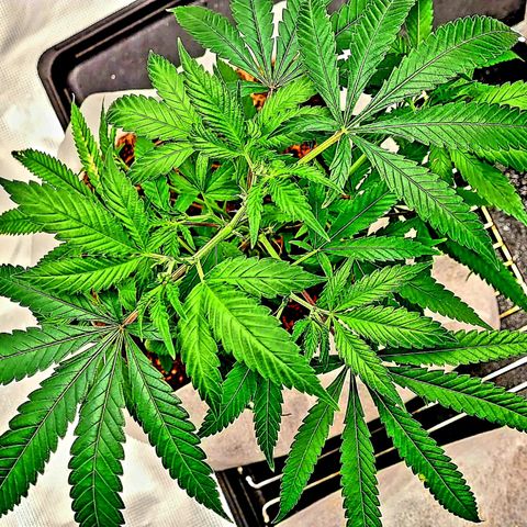 Blue Nose growlog timeline photo