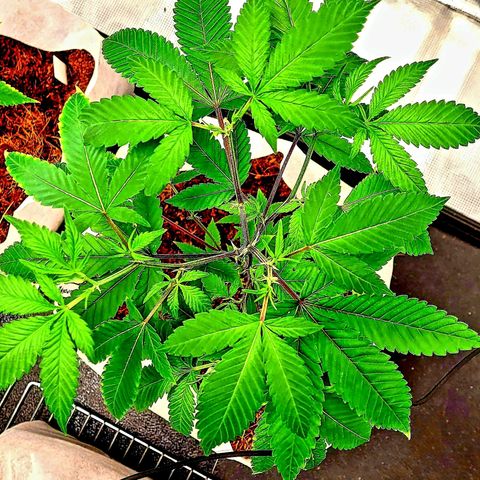 Blue Nose growlog timeline photo