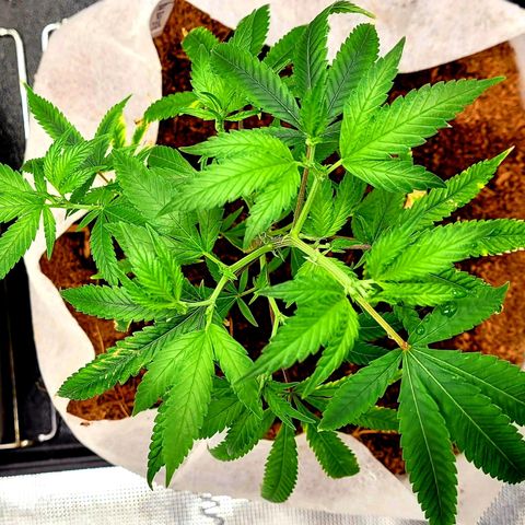 Blue Nose growlog timeline photo