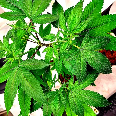 Blue Nose growlog timeline photo